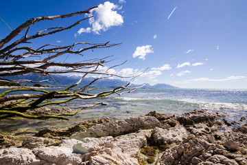 Dead Tree Branch on shore in Kaikoura, New Zealand