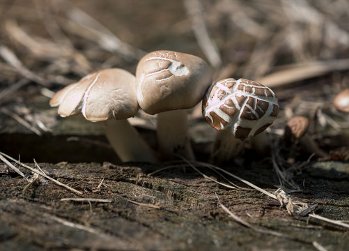 Three little mushrooms on a cut tree photographed with depth of field