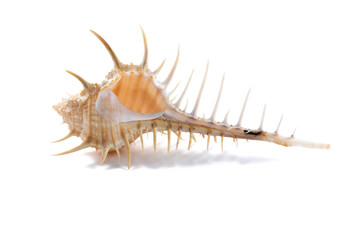 Sea shell on the white background