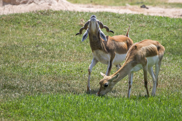 Naklejka na ściany i meble Image of Impala male and impala female (Aepyceros melampus) on nature background. Wild Animals.