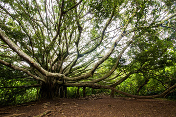 Huge old tree in Hawaii