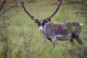 Rentier in Norwegen