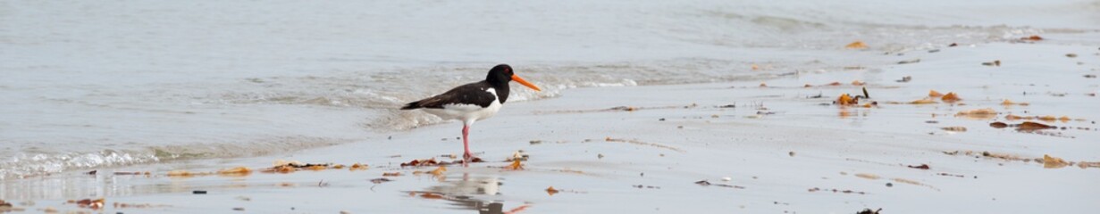 Austernfischer (Haematopus ostralegus) steht am Strand von Helgoland - Nebeninsel 