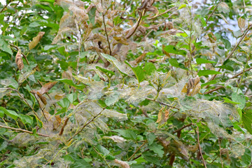 アメリカシロヒトリ