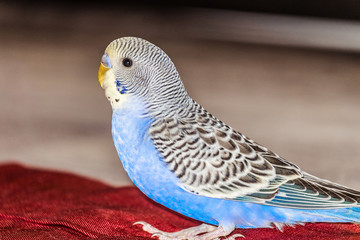 Blue home budgie close-up. Profile view, limited depth of field.