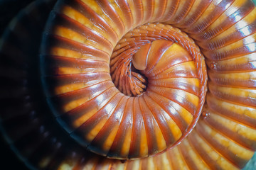 Close-up,Millipedes with many legs curled into spheres when a threat comes or panic.