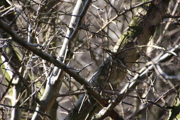 Wald