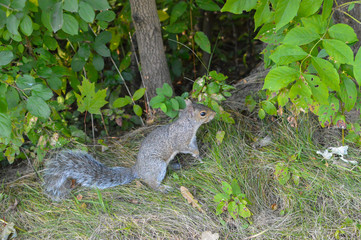 Cute American red squirrel in Canada