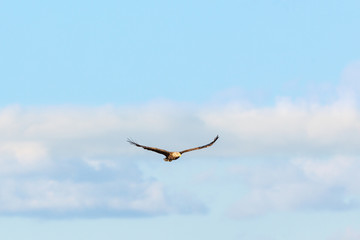 White-Tailed eagle with spread wings on the sky