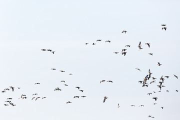 Greylag geese flocks of birds in the sky