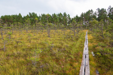 Obraz premium Hiking trail on planks that go across the moor in the forest