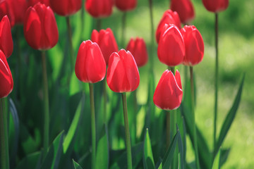 Selective focus on beautiful red tulips at Keukenhof garden from Netherlands