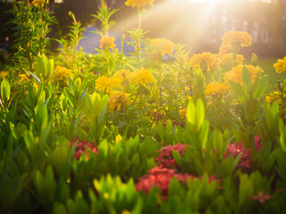 Obraz premium Flower garden with light through