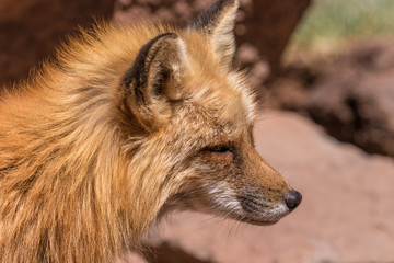 Red Fox Portrait