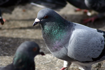 Obraz premium pigeon