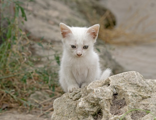 Naklejka na ściany i meble A beautiful little white kitten