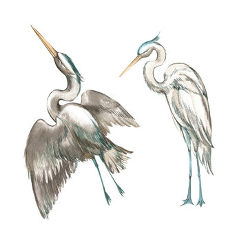 Set of hand drawn watercolor illustration of herons. Element for design of invitations, movie posters, fabrics and other objects.