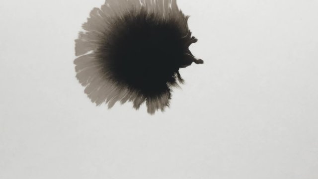 Slow motion closeup black ink drop on wet paper top view