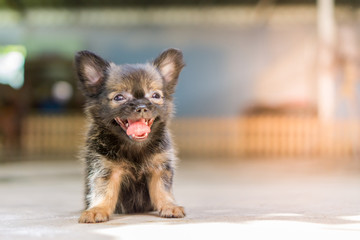 Black Chihuahua is Sitting and Smiling Happily.