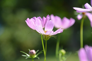 Fototapeta premium Cosmos