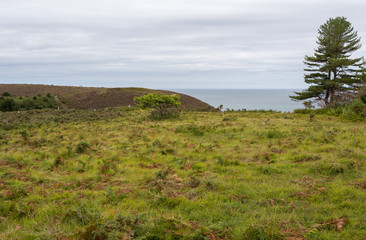 Lande et bruyère au cap d'Erquy