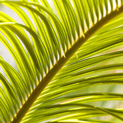 palm leaf