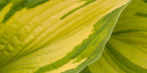 Obraz premium leaves hosts