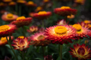 Red and Yellow Strawflowers (Bracteantha)