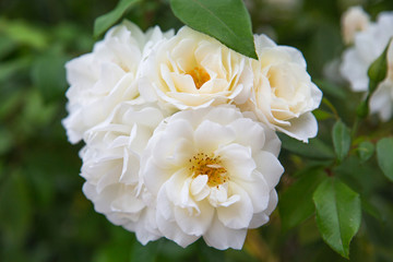 Rose blanche