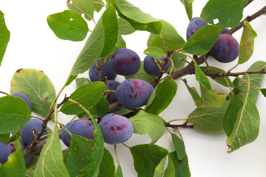Prunes