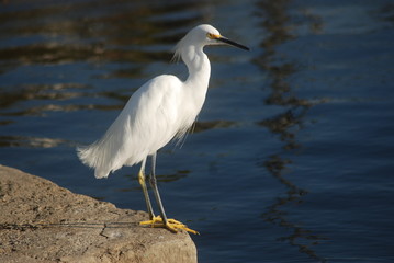 White Egret