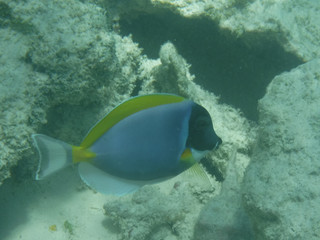 Mnemba Atoll, Sansibar 2