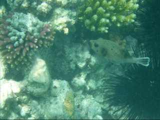 Mnemba Atoll, Sansibar 4