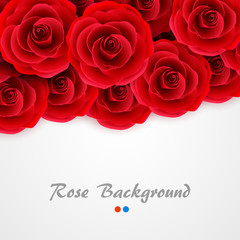 Red roses background. Rose cover for wedding invitation, postcard, greeting card or valentine day banner. Flower and romantic motive backdrop.