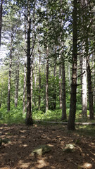 Obraz premium Bosco di conifere