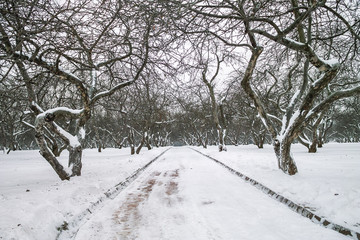 Winter apple alley in Kolomenskoye, Moscow, Russia