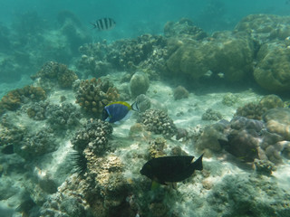 Fototapeta na wymiar Mnemba Atoll, Sansibar 3