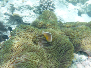 Mnemba Atoll, Sansibar 3