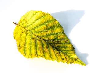 Gelbes Buchenblatt im Herbst