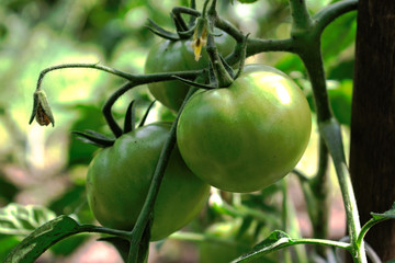 Closeup of unripe tomatoes growing in the garden