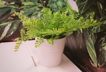 Green Artificial Plants in A Ceramic Pot