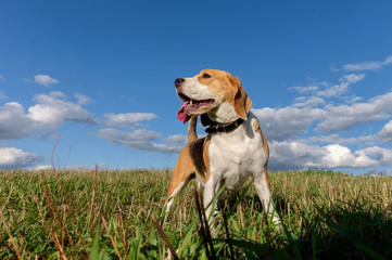 Portrait of Beagle dog against white clouds