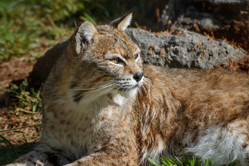 Bobcat