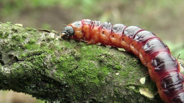 Goat moth Cossus cossus caterpillar, big red worm, eating bast