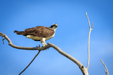Osprey on a Dead Tree