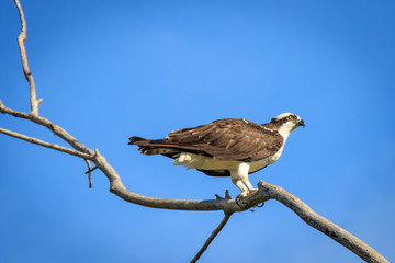 Osprey on a Dead Tree