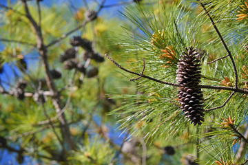 Conifer cone of a high pine