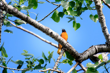 A Colorful Baltimore Oriole Perched in a Tree