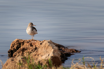 Spotted Sandpiper