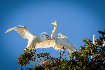 Graceful Egrets in the Trees